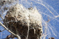 Stegodyphus dumicola