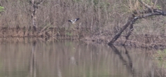 Vanellus indicus