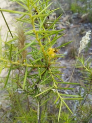 Persoonia juniperina