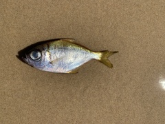 Schuettea scalaripinnis