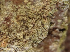 Chaenotheca ferruginea