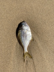 Schuettea scalaripinnis