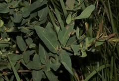 Angophora subvelutina