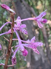 Dipodium