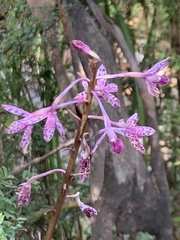 Dipodium