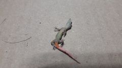 Sphaerodactylus glaucus