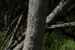 Angophora subvelutina