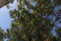 Angophora subvelutina