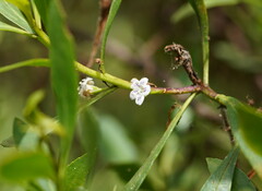 Myoporum insulare