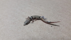Sphaerodactylus glaucus