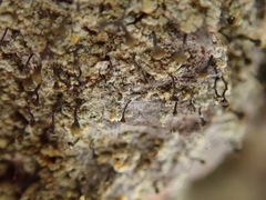 Chaenotheca ferruginea