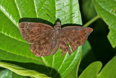 Nisoniades