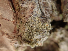 Chaenotheca ferruginea