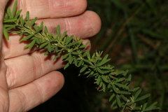 Lespedeza juncea