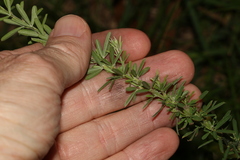 Lespedeza juncea
