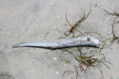 Gymnothorax saxicola