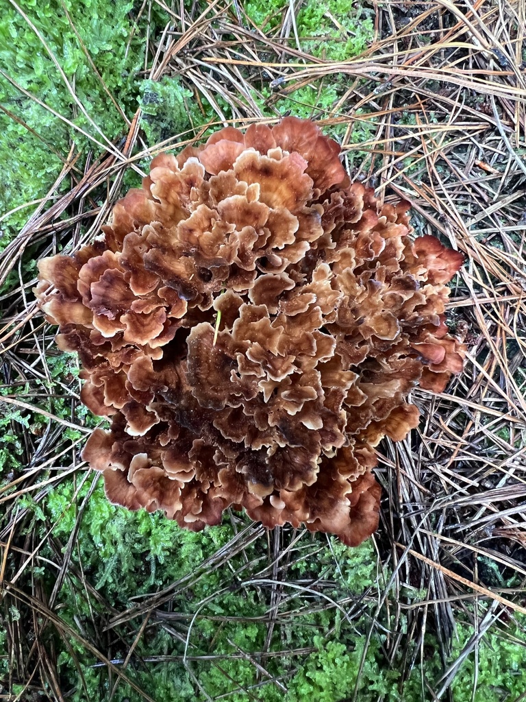 Wine Glass Fungus from East Gippsland Shire, Bendoc, VIC, AU on May 19