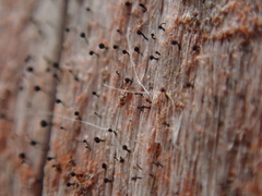 Chaenotheca brunneola