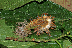 Automeris postalbida