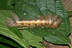 Automeris postalbida