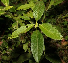 Psychotria loniceroides