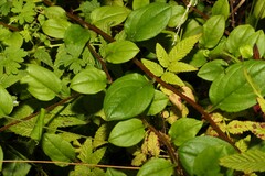 Hackelia latifolia