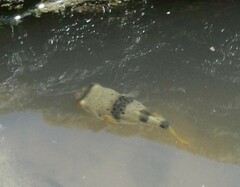 Marilyna pleurosticta