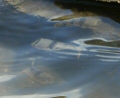 Marilyna pleurosticta