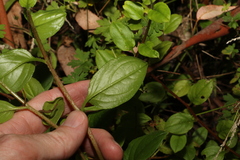 Hackelia latifolia