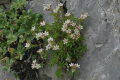 Potentilla caulescens