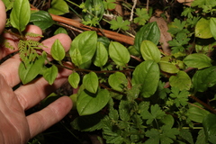 Hackelia latifolia