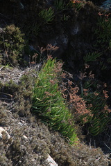 Dudleya viscida