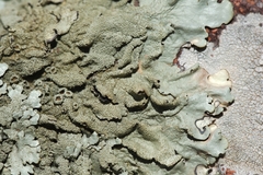 Xanthoparmelia tinctina