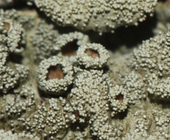 Xanthoparmelia tinctina