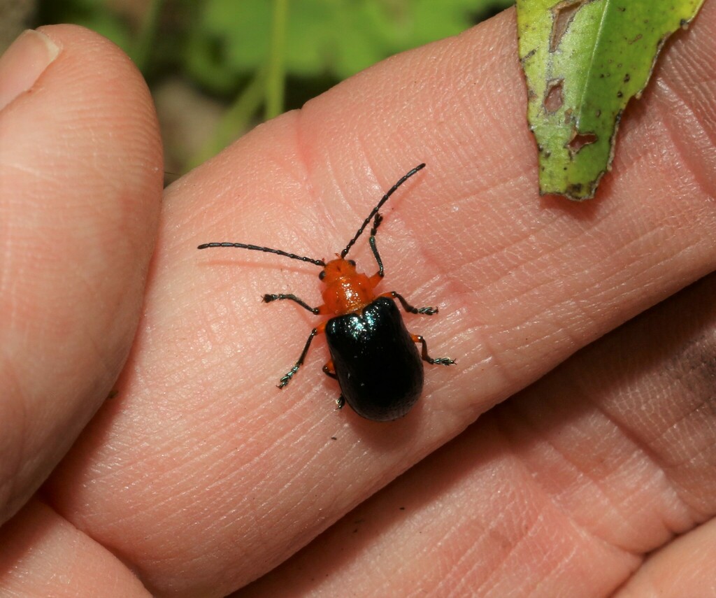 Macrolema longicornis
