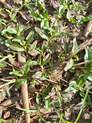 Persicaria prostrata
