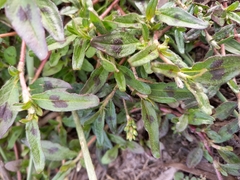 Persicaria prostrata