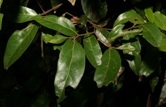 Cryptocarya triplinervis pubens