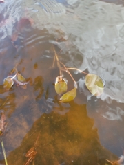 Potamogeton cheesemanii