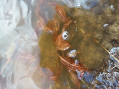 Potamogeton cheesemanii