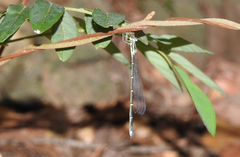 Labidiosticta vallisi