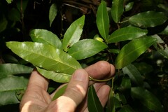 Croton verreauxii