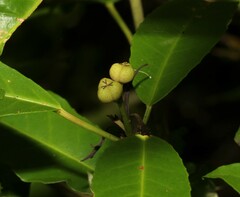 Croton verreauxii
