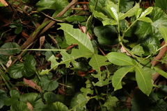 Melicope micrococca