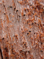 Chaenotheca brunneola