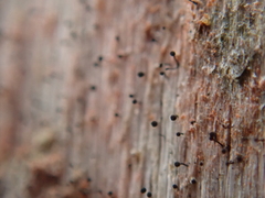 Chaenotheca brunneola