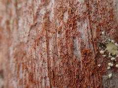 Chaenotheca brunneola