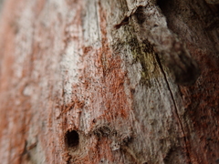 Chaenotheca brunneola