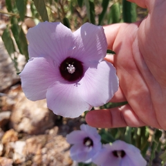 Gossypium sturtianum