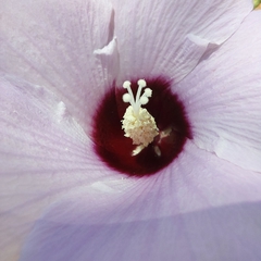 Gossypium sturtianum